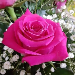 Meet your Posher, Julie